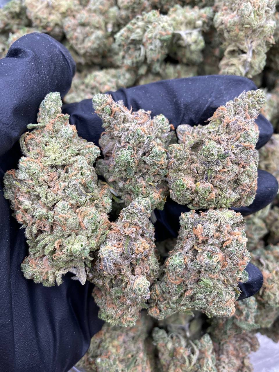 Blue Dream weed strain