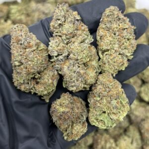 Black Cherry Gelato weed strain