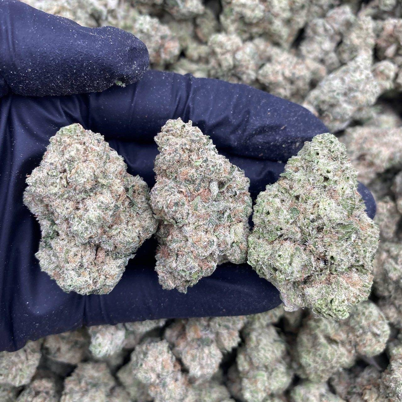 Fruit Runtz weed strain