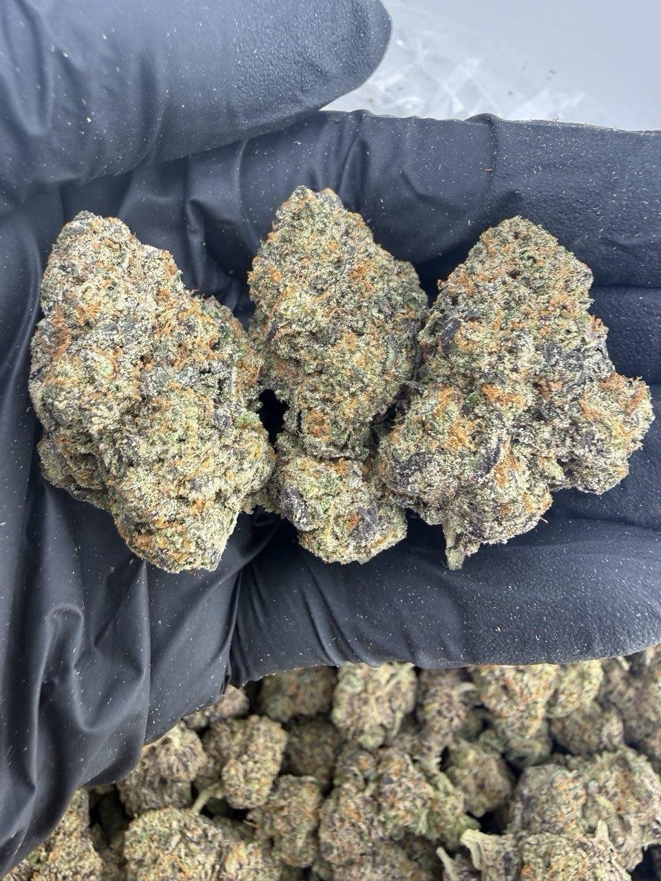Golden Ticket weed strain