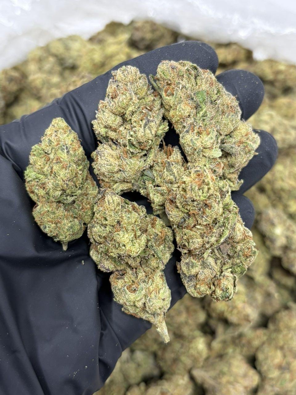Green Runtz weed strain