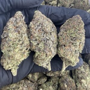 Gush Mintz strain