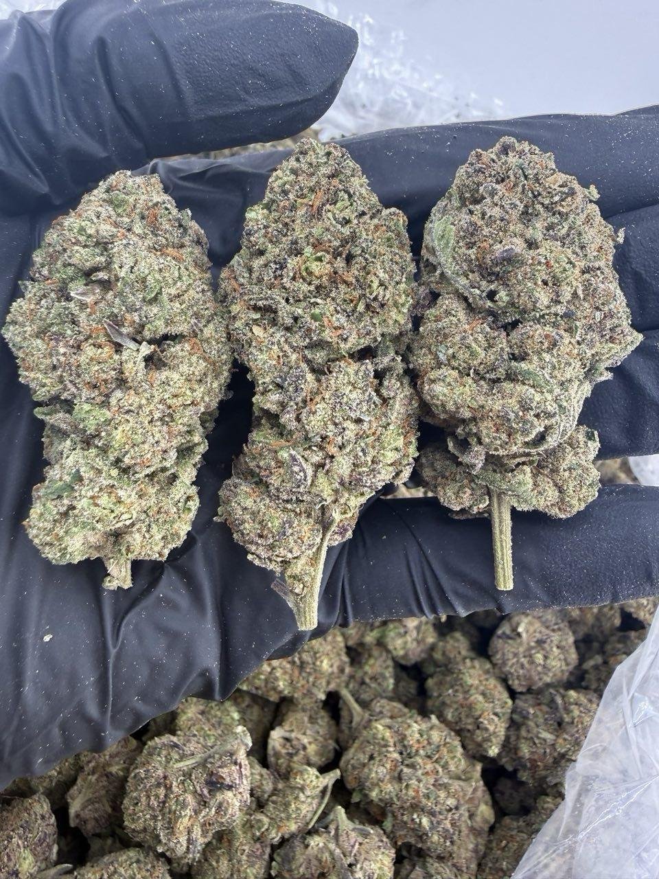 Johnny Dang Runtz weed strain