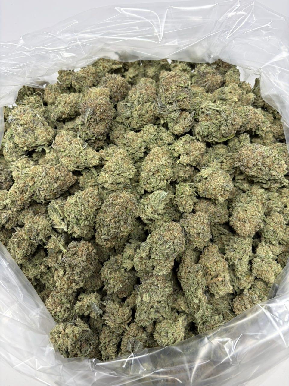 Miracle Alien Cookies 1 strain