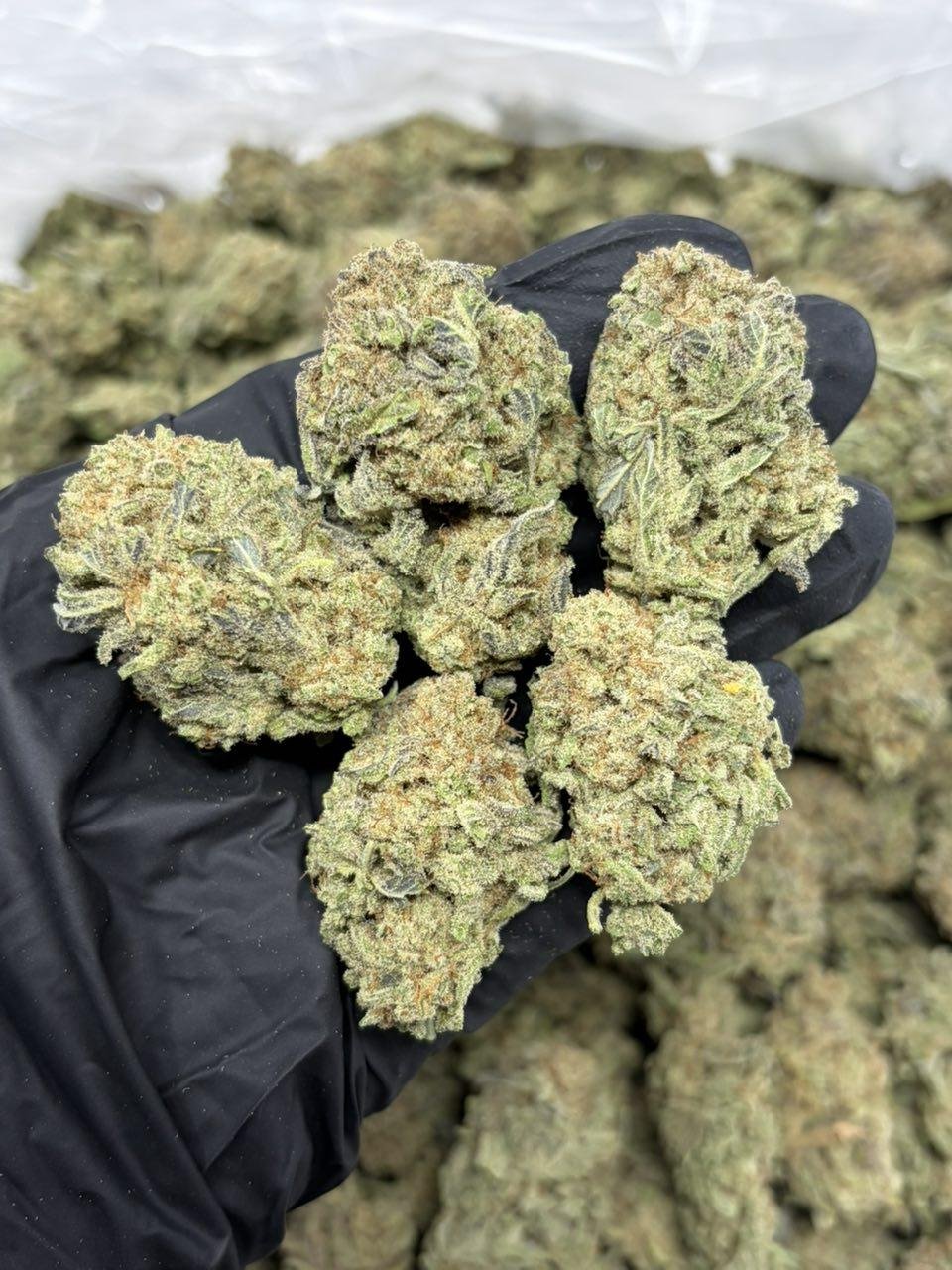 Miracle Alien Cookies 1 strain