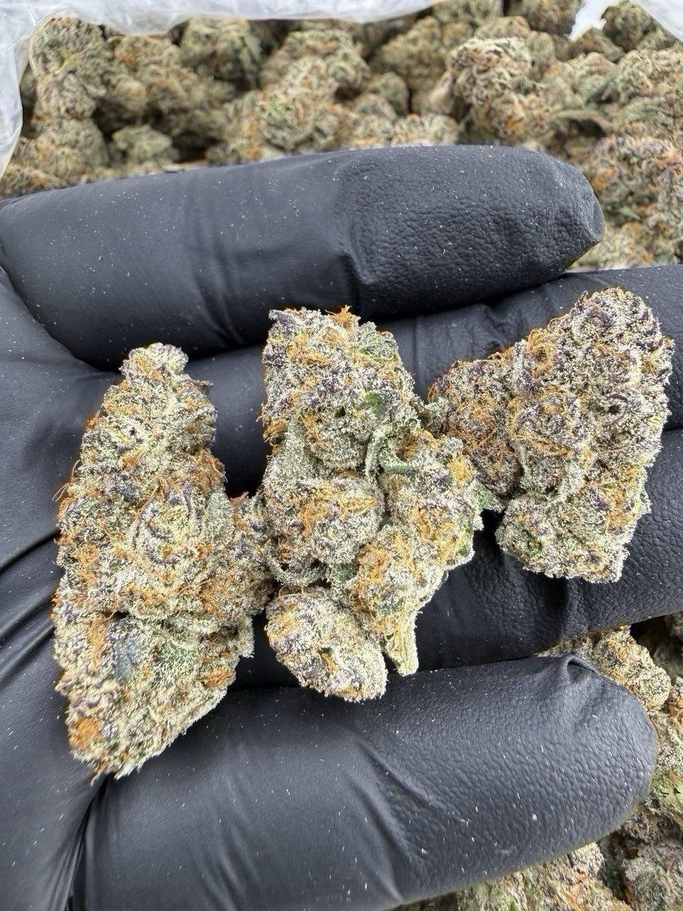 Monster Cookies weed strain
