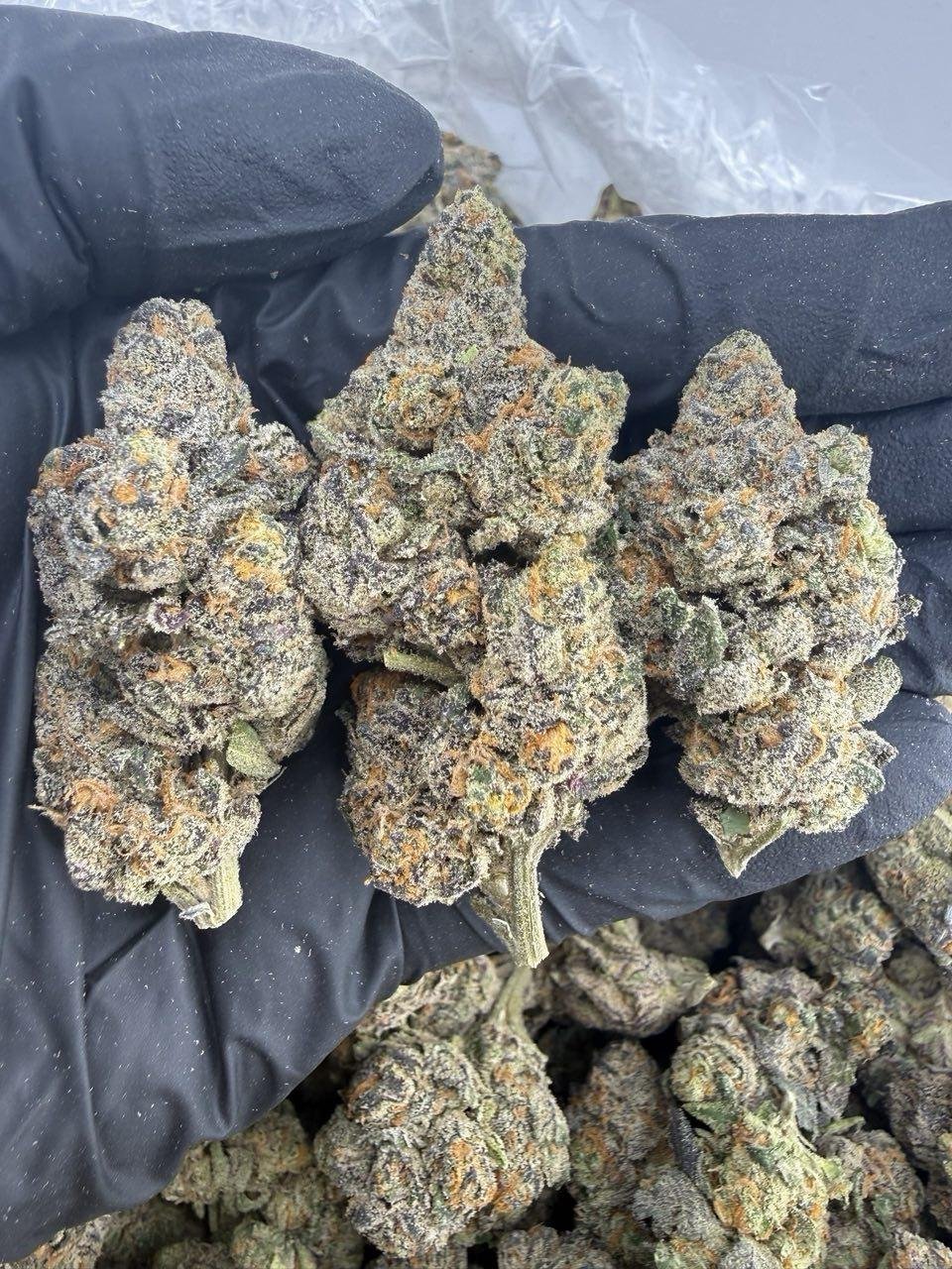 Obama Runtz Weed Strain