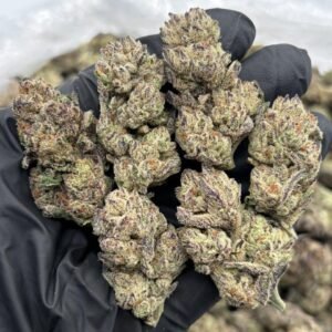Purple Cream weed strain