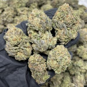 Sorbet Candy weed strain