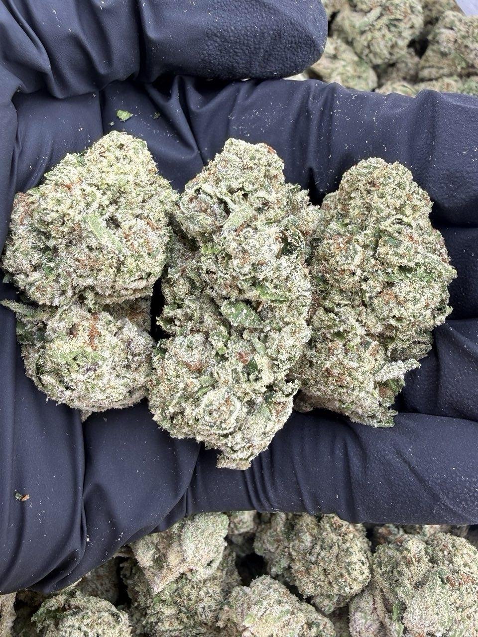 Zkittlez weed strain