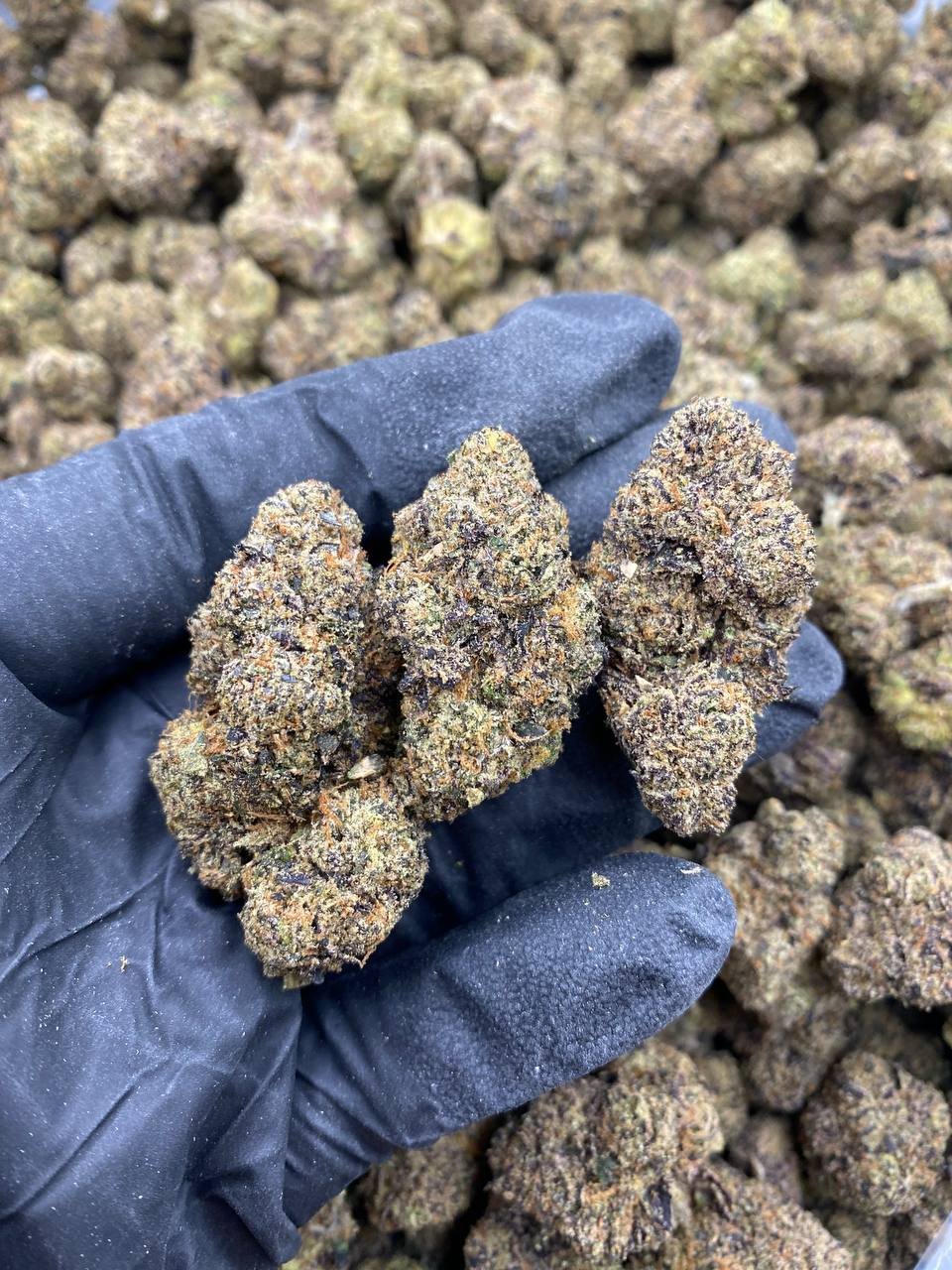 MK Runtz weed strain