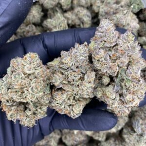 Burberry Haze weed strain