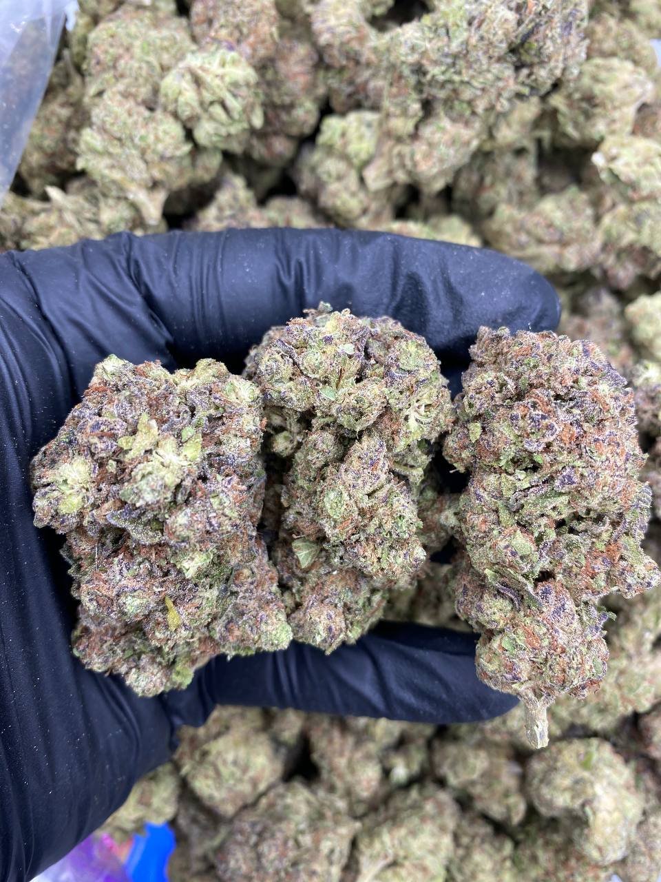 Grease Burger weed strain