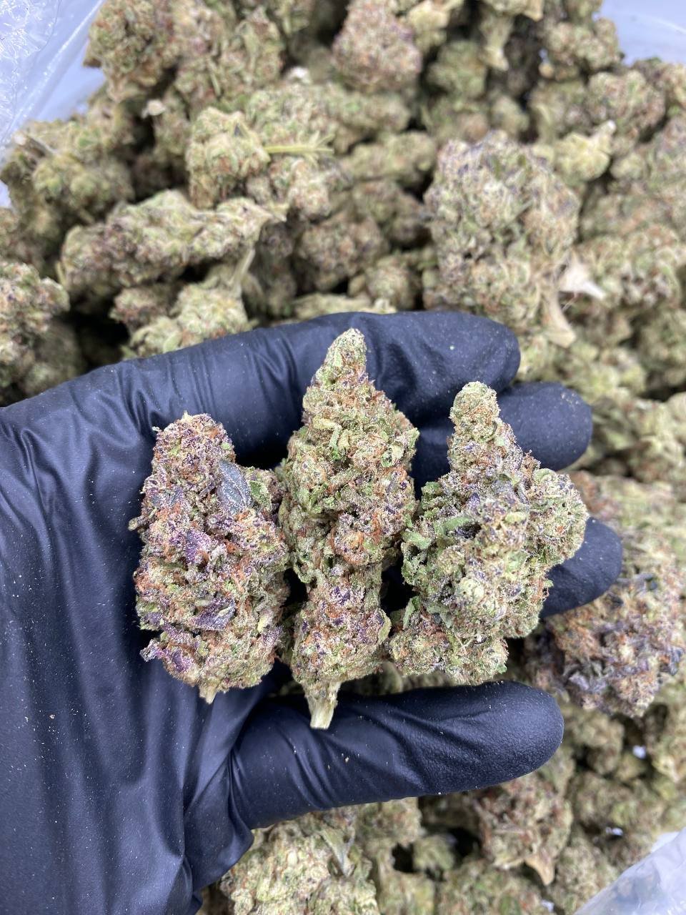 LA Kush Cake weed strain