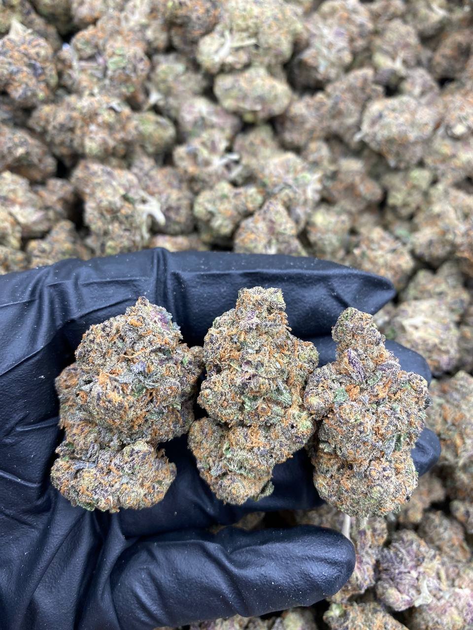 Permanent Marker weed strain