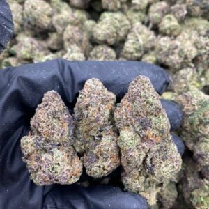 Rainbow Zkittlez Runtz weed strain
